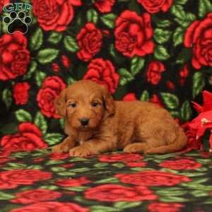 Carol, Mini Goldendoodle Puppy